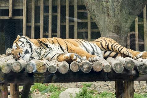 A Tiger Sleeping on Its Side Stock Photo - Image of recreation, lion ...