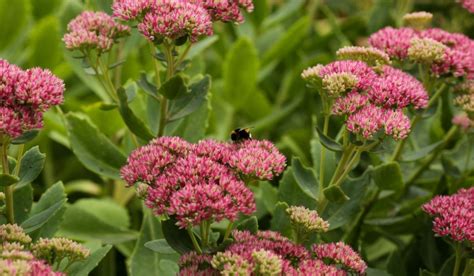 Sedum Facts Uses And Growing And Care Tips