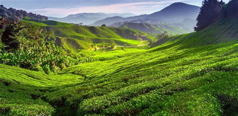 Cameron Highlands Holidays And Tours 20242025 Abercrombie And Kent