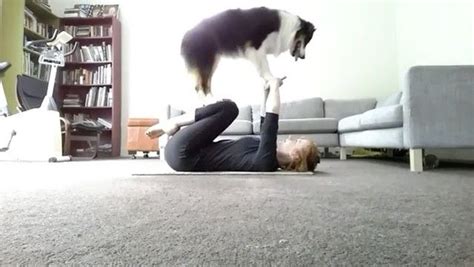 Petco On Instagram This Australian Shepherd Gives Downward Dog” A