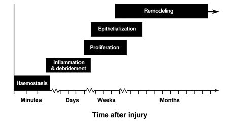 Dermatochirurgie Healing By Secondary Intention