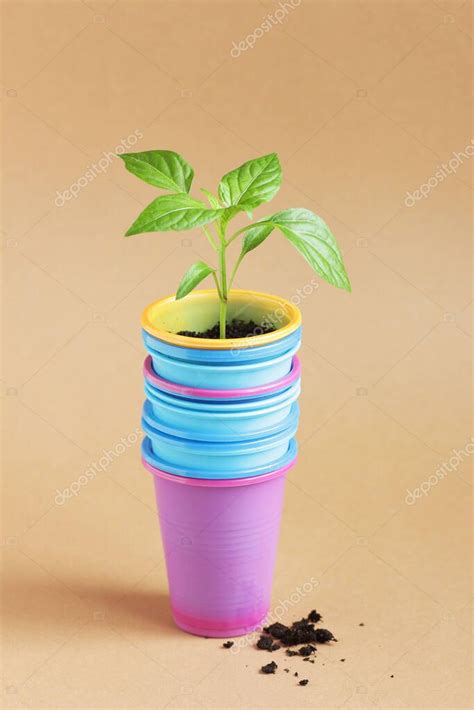 Pl Ntulas De Plantas En Envases De Pl Stico Tazas De Caf O Cualquier