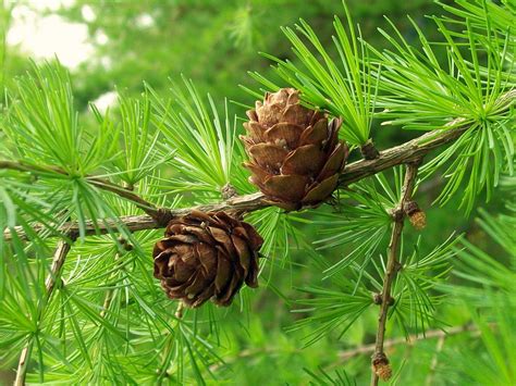 Common Or European Larch Larix Decidua Common Or Europea Flickr