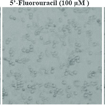 Representative photomicrograph of Caco-2 cells under bright light ... 