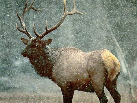 🔥 [40+] Deer in Snow Wallpapers | WallpaperSafari