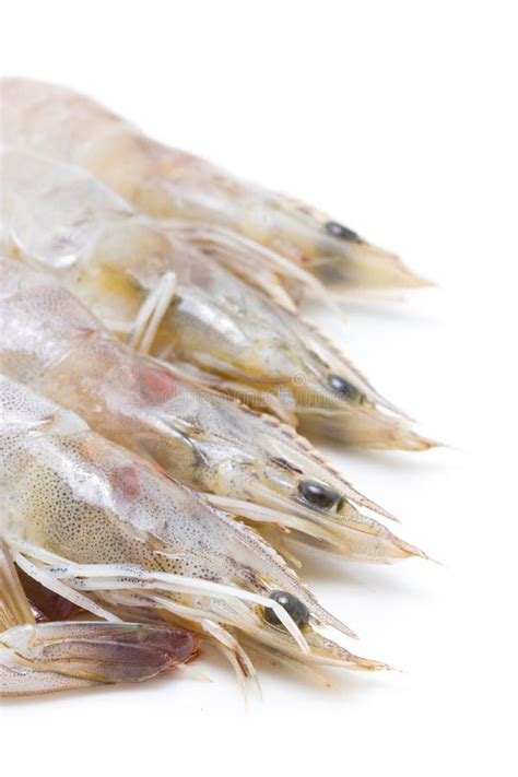 Raw Whiteleg Shrimp Pacific White Shrimp Litopenaeus Vannamei Stock