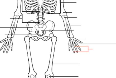 Anatomy Skeletal System Flashcards Quizlet