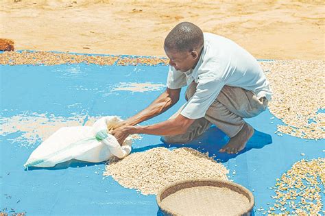 USAID Serikali Wangarisha Kilimo Cha Viungo Tanga HabariLeo