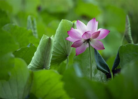 Lotus Blomma Rosa Gratis foto på Pixabay Pixabay