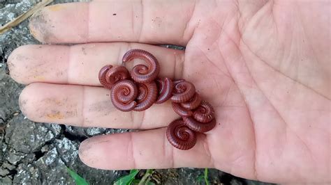 Hunting Millipedes Wow Seru Menemukan Banyak Hewan Kaki Seribu