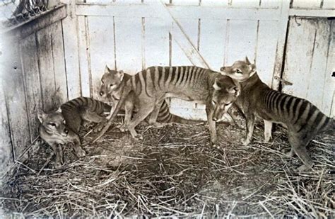 History - Tasmanian Tiger