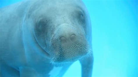 Surf Legend Kelly Slater Advocates For Elderly Manatee S Freedom