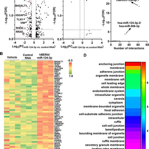 Bioengineered MiR 124 3p Modulates The Expression Of Multiple