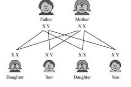 Do Genetic Combination Of Mothers Play A Significant Role In Determining The Sex Of A New Born