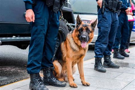 Covid La Germania Non Esclude Nuovi Controlli Ai Confini