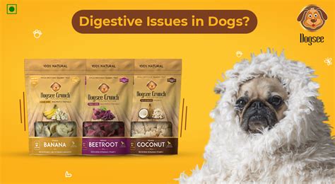 10 Ways To Improve Your Dogs Digestion Dogsee