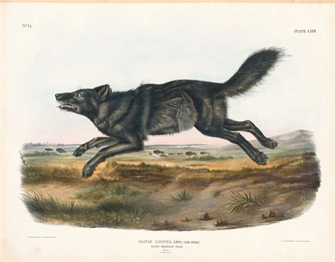 Audubon Bowen Ed Pl Black American Wolf Quadruped Imperial