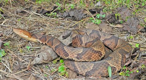 The Seriousness of a Copperhead Envenomation – Wild Snakes : Education ...