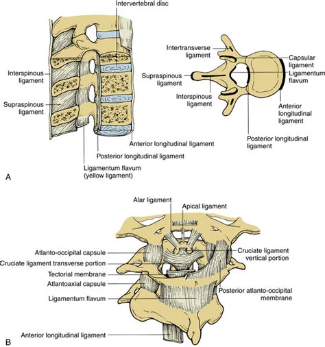 Practical Anatomy And Fundamental Biomechanics Neupsy Key