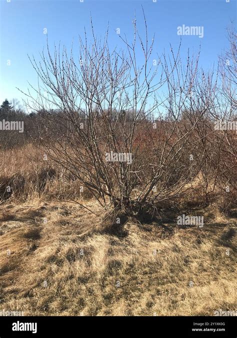 Pussy Willow Salix Discolor Plantae Stock Photo Alamy