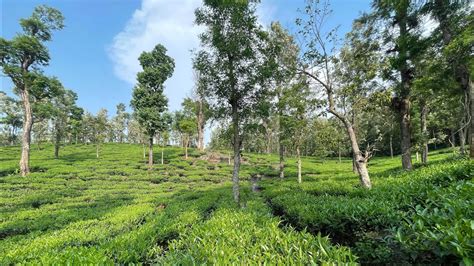 Wayanad Kerala Gods Own Country🌴🏡⛰️🌳 Youtube