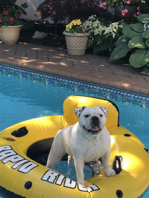 Ruby does a swim : r/Bulldogs