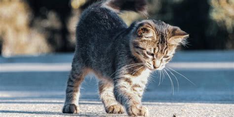 Voici les animaux les plus lourds du monde Ça m intéresse