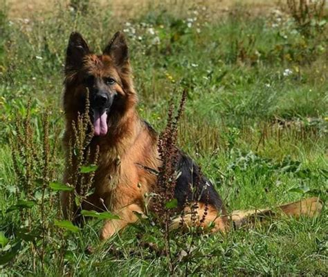 Chien Berger Allemand Poil Long Jess De La Legende D Eurka