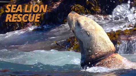 Dramatic Rescue Sea Lion Suffers Deadly Entanglement Salish Sea Wild