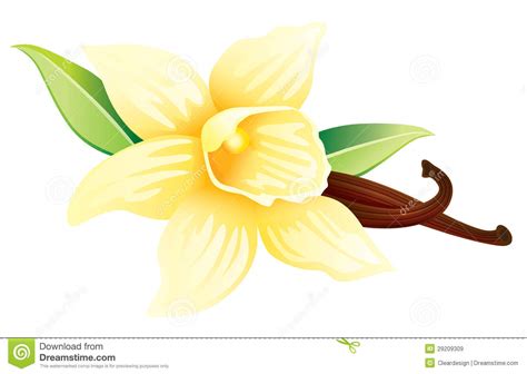 Vanilla flower clipart 20 free Cliparts | Download images on Clipground ...