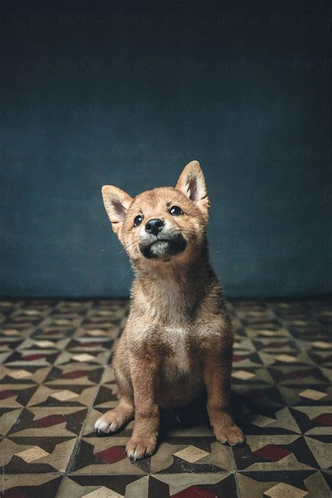"Adorable Shiba Inu Puppy" by Stocksy Contributor "Vera Lair" - Stocksy