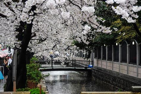 Cherry Blossom In The Rain 1080p 2k 4k 5k Hd Wallpapers Free