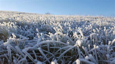 Free Images Tree Branch Snow Winter Prairie Morning Frost Ice Weather Season Spruce