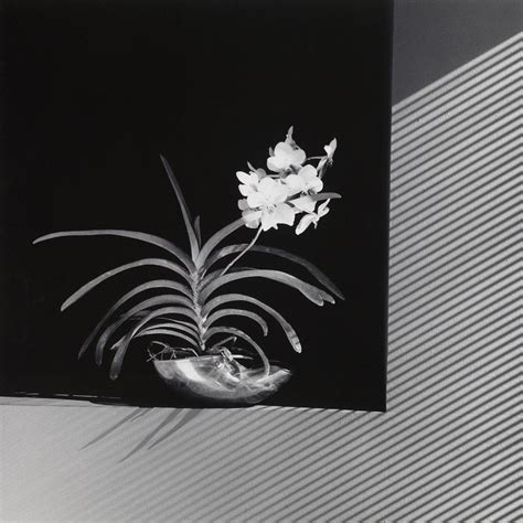 Robert Mapplethorpe’s Flowers Dans Le Gris