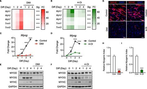 Frontiers Itaconate And Its Derivatives Repress Early Myogenesis In