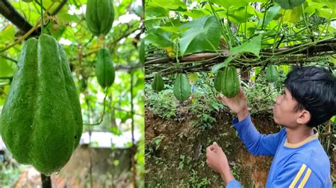 Ide Menanam Labu Siam Di Belakang Rumah Yang Menakjubkan Youtube