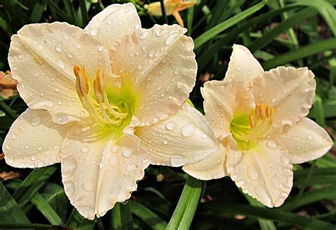 Lullaby Baby Daylilies Photograph By MTBobbins Photography Fine Art