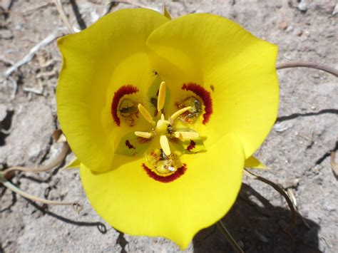 Red Markings Photos Of Calochortus Aureus Liliaceae