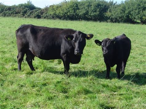 Мраморная говядина Black Angus