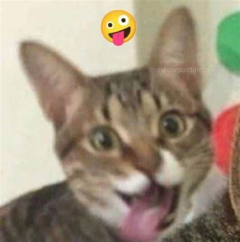 kees po meme pls abeneer instant sound effect button myinstants