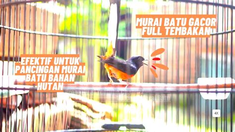 Murai Batu Gacor Full Tembakan Efektif Untuk Pancingan Murai Batu Bahan