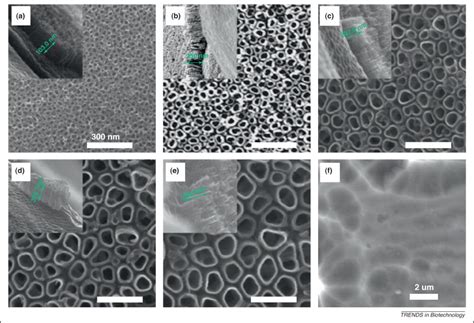 Tio2 Nanotubes For Bone Regeneration Trends In Biotechnology