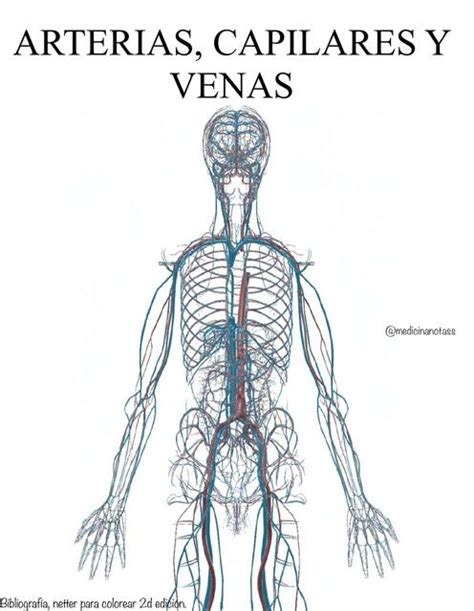 Venas Arterias Y Capilares Abril Di Battista Udocz