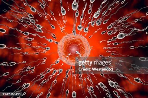 3d Rendered Illustration Visualisation Of Sperm Cells Racing To A Egg