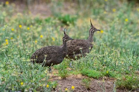 Elegante Crested Tinamou Eudromia Elegans Entorno De Pastizales