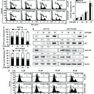 Lcb Induced G M Cell Cycle Arrest In Crc Cells Hct And Hct Oxr