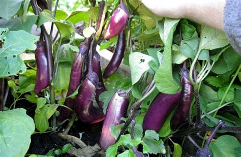 53 Лучших Сорта Баклажанов: Описание | (Фото) +Отзывы