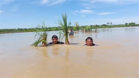 Piura As Quedaron Los Cultivos Tras Desborde Del R O Chira Fotos