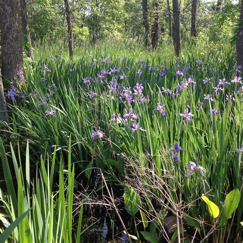 Wetland Restoration Fund ("WRF") | Lake County, IL