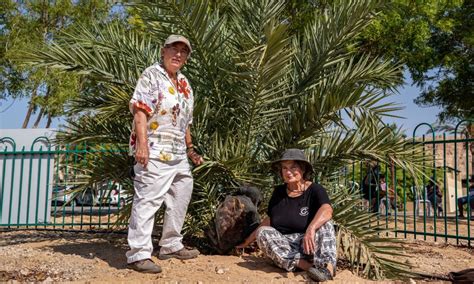 Scientists Grow Fresh Dates From A Th Bce Seed Israel C